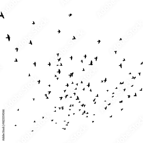 A dynamic flock of bird silhouettes soaring in migratory flight, an abstract pattern of freedom and nature