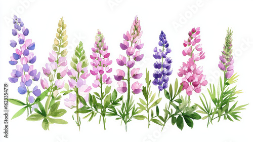 Beautiful watercolor botanical illustration of colorful lupine flowers various shades, showcasing nature beauty and vibrancy
