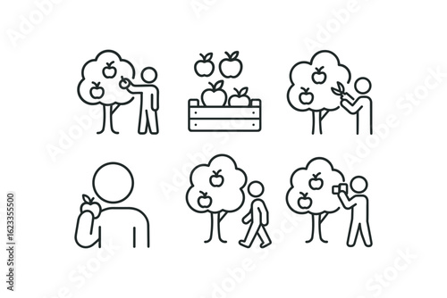 simple outline stroke icon items monoline icons style isolated on white background orchard (activities): picking sorting pruning tasting walking photographing