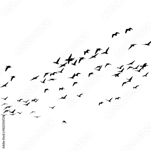 A conceptual black silhouette of a flock of birds flying in migration, isolated on a white background.