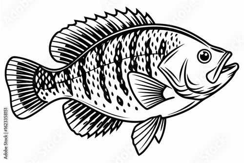 coloring page line art the crappie black vector