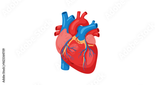 Anatomical Heart Illustration Depicting Cardiovascular System for Medical Education Resource Visualization of Cardiac Structure and Physiology for