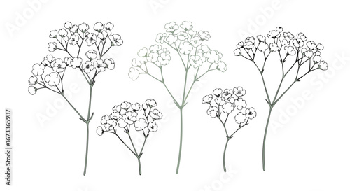Delicate Gypsophila Paniculata: A Minimalist Floral Line Art Illustration in Soft Grayscale Tones Displayed on a Clear White Backdrop