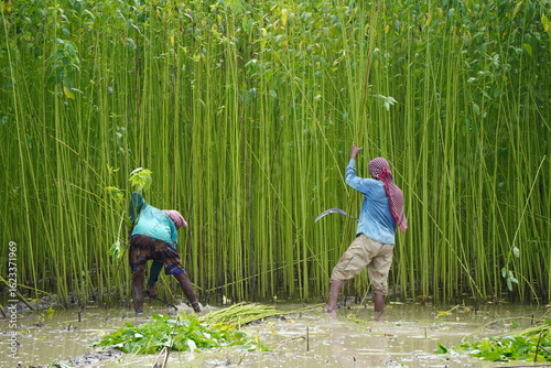 farmers engaged in the harvesting of jute, also known as the 