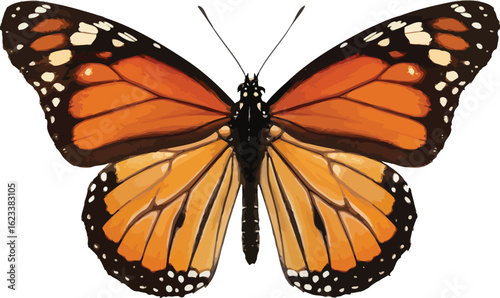 "Monarch Butterfly with Orange and Black Wings on White Background – High-Quality Image"