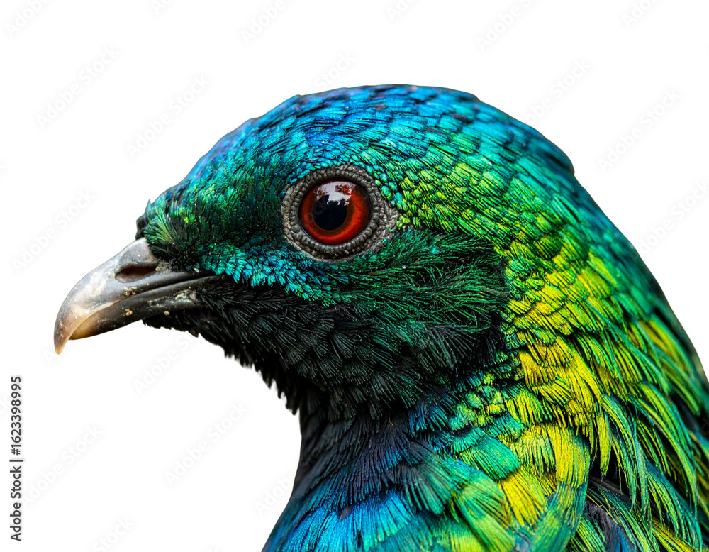 Obraz premium Close-Up of Emerald Dove Head with Focus on Eye and Feather Detail, isolated transparent background PNG