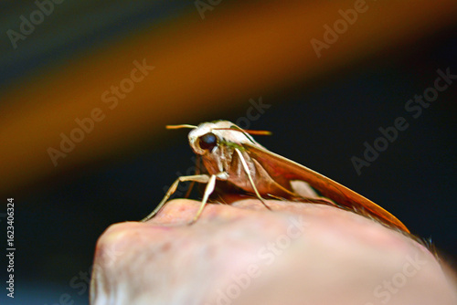 moth or night butterfly, Formosa - Argentina