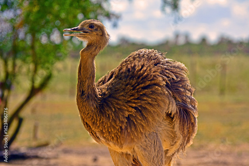 rhea or choique, Formosa - Argentina
