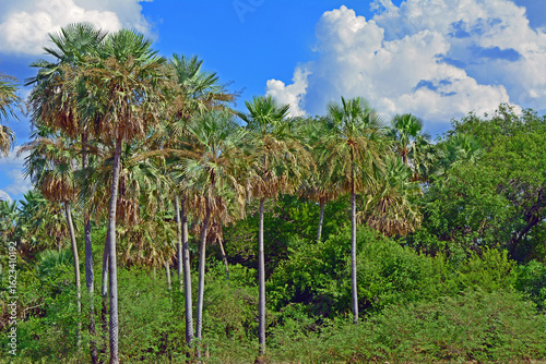 Palm trees, postcards from the countryside of Formosa, Argentina