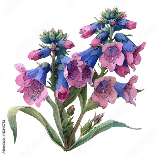 Lungwort Flower, watercolor vector, isolated on a white background.