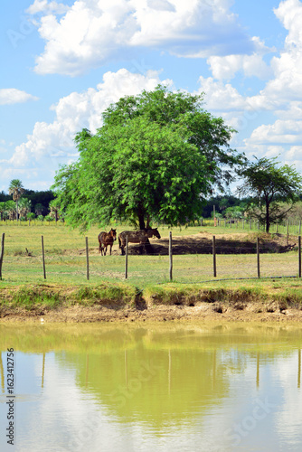 Postcards from the countryside of Formosa, Argentina
