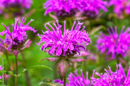 Close up of purple bee balm Monarda flower among other bee balm flowers