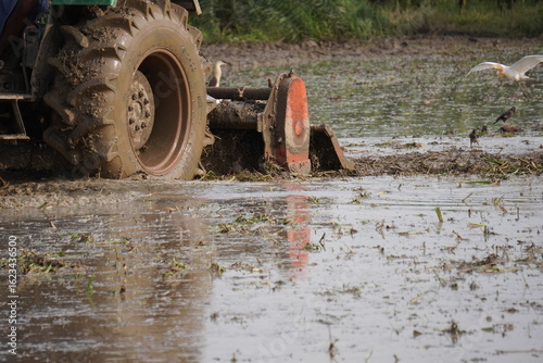 Schilderij op canvas tractor working in a rice paddy field, likely engaged in the process of land preparation for rice cultivation, specifically puddling or tilling