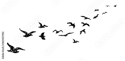 Shadow of flock of birds flying high in the sky drawn with wax pencil or pastel. Silhouette of birds flying away. Vector illustration of simple bird. Graphic element written with black charcoal pen.
