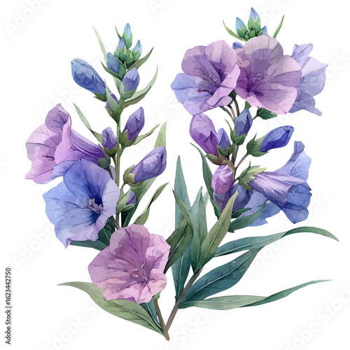 Jacobas Ladder Flower, watercolor vector, isolated on a white background.