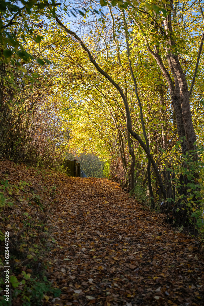 Naklejka premium Colorful tree alley in the autumn park on a sunny day.
