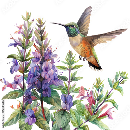Hummingbird Mint Flower, watercolor clipart vector, isolated on a white background.