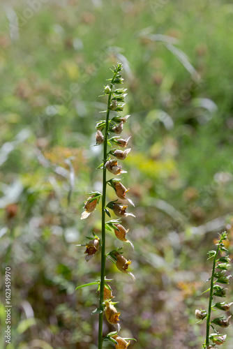 Flowering plant (Digitalis laevigata) close-up in natural habitat
