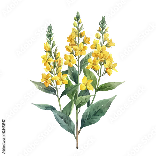 Goldenrod Flower, watercolor illustration vector, isolated on a white background.
