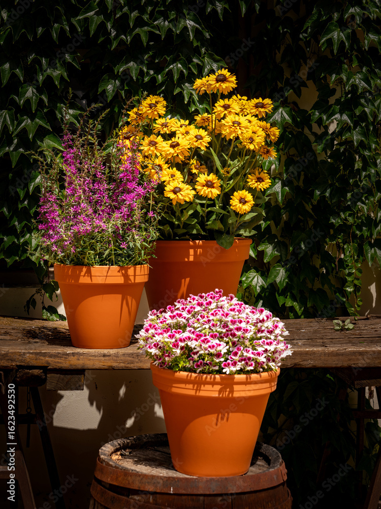 Obraz premium Angel Geranium