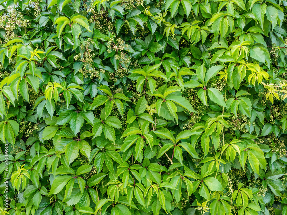 Fototapeta premium Wild grape green leaves background. Natural hedge texture