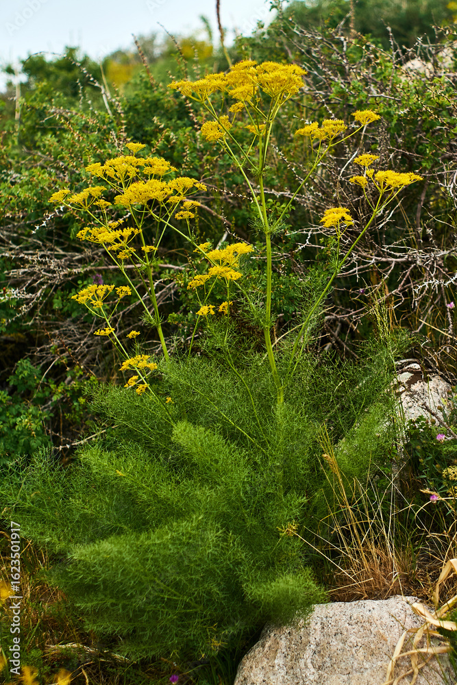 Fototapeta premium A representative of the flora of the mountainous and foothill regions of the Tashkent region of Uzbekistan, ferula, amazes with its size and shape. Uzbekistan. May 2025.