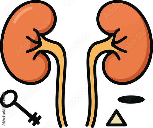 Stylized Illustration of Human Kidneys with a Key Oval and Triangle Shape