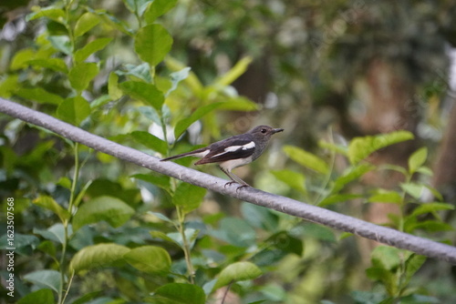 Fotografija Oriental Magpie-Robin bords in closeup