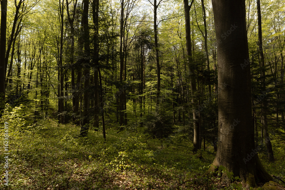 Obraz premium All genres of trees growing in thick green forest, casting shadows