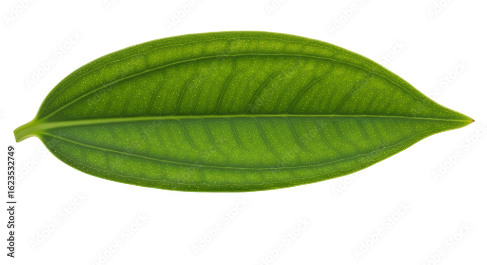 Obraz premium Isolated Green Leaf