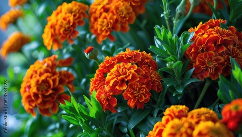 Bright orange marigold flowers with green leaves in a garden setting.