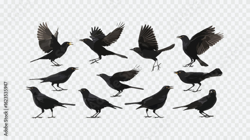 A flock of black birds in various poses, flying and perched, isolated on white background