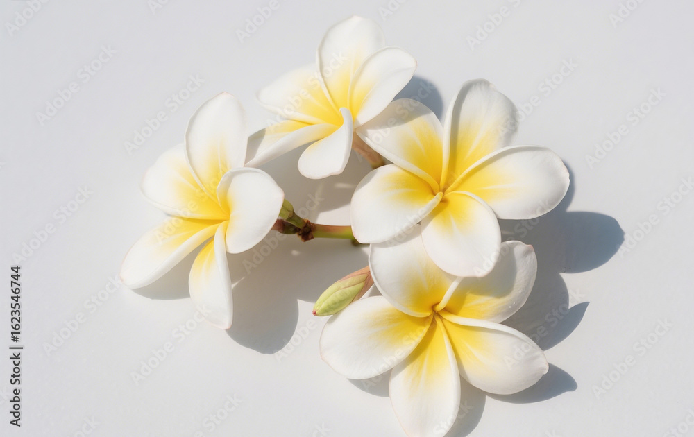 Fototapeta premium frangipani flower on a black background