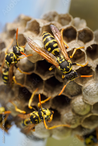 Wallpaper Mural Wasp on a small nest in close-up. 
 Torontodigital.ca