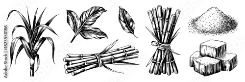 Detailed engraved sugarcane set: plant, leaves, stalks, tied bundle, granulated and cubed sugar. Black and white hand-drawn vector illustration collection for food, agriculture, ingredient designs.