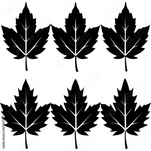set of maple leaves