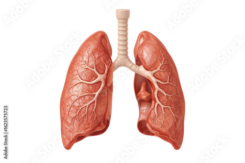 Human lungs anatomy illustration, medical, healthcare, dark background