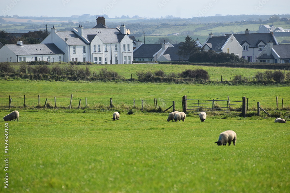 Obraz premium sheep in the field