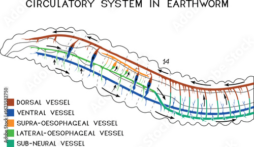 Scheme of circulatory system of earthworm for biology lessons