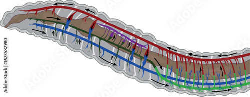 Scheme of circulatory system of earthworm for biology lessons
