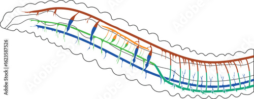 Scheme of circulatory system of earthworm for biology lessons