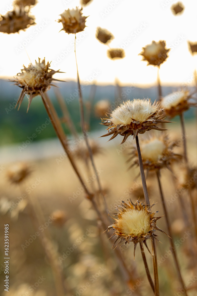 Fototapeta premium Thistle in the field at sunset in close-up