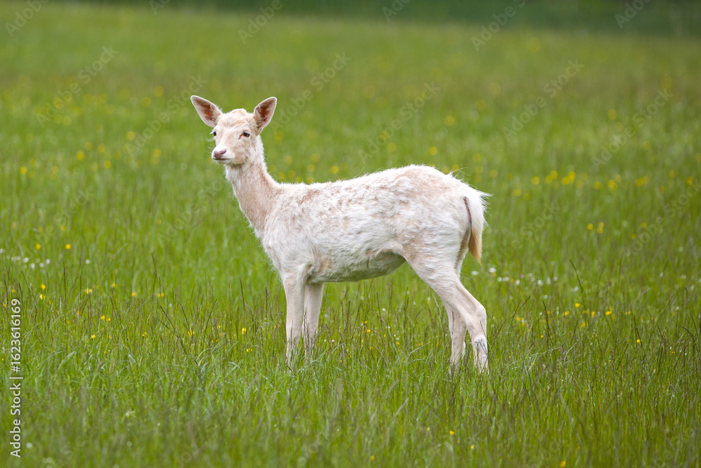 Obraz premium a rare white fawn stands in the lush green grass