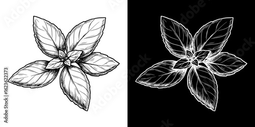 Isolated vector image of basil leaf, two design variants on transparent and black background, pencil drawing, chalk drawing
