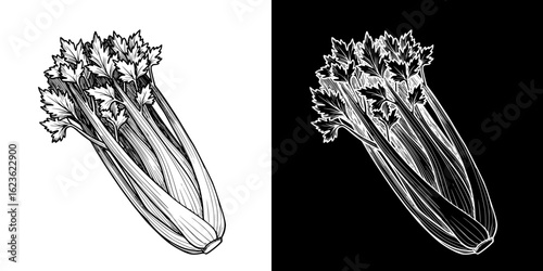 Isolated vector image of celery, two design variants on transparent and black background, pencil drawing, chalk drawing
