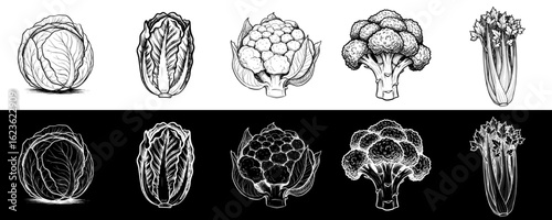 Isolated vector image of cabbage, lettuce, cauliflower, broccoli, celery with two design variants on transparent and black background, pencil drawing, chalk drawing, collection, set, seamless border