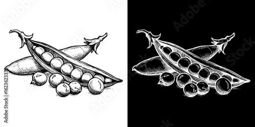 Isolated vector image of green peas in two design variants on black and transparent background, pencil drawing, chalk drawing  