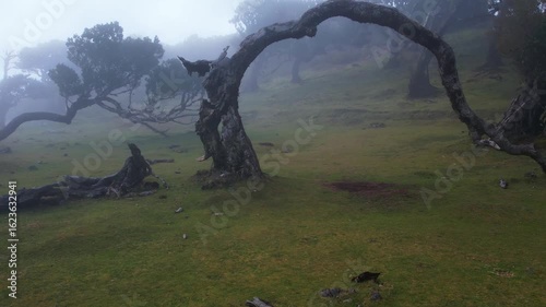 Scared mystical Fanal forest on Madeira island. Foggy lush green laurel tree forest, grassy green hills with old endemic trees, unesco world heritage site. High quality 4k footage