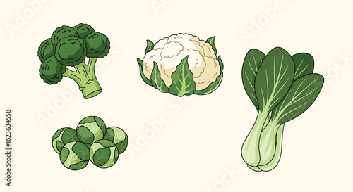 Illustration showing broccoli, cauliflower, brussels sprouts, and bok choy on a light background