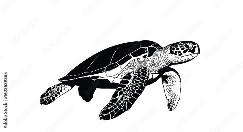 Fototapeta premium Detailed turtle illustration, showcasing intricate shell patterns and flipper details, perfect for educational materials and nature-themed designs
